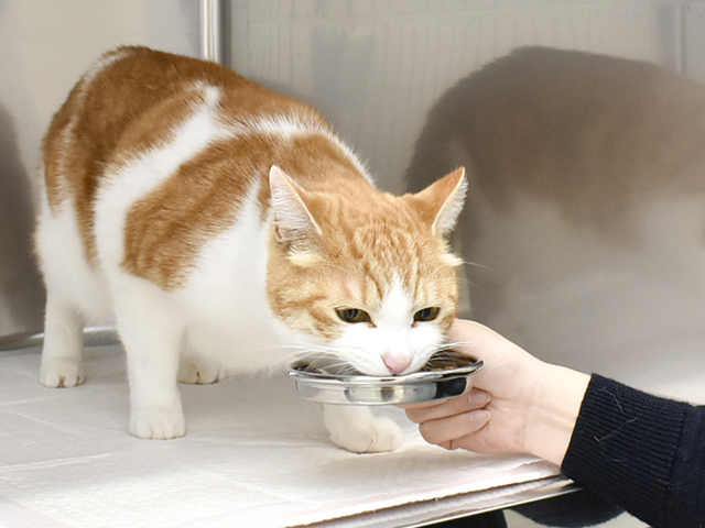 エサを食べている猫